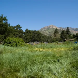 Meadow, view to the mountains, La Caumbre Peak and Cathedral Peak, SBBG 2 years after the Jesusita Fire