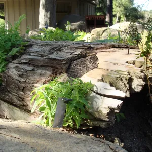 nurse log in the Meadow Pond and Orchid Display, SBBG 2 years after the Jesusita Fire