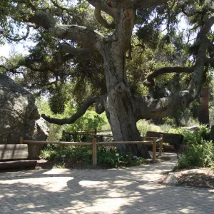 view from Meadow pond, Blaksley Boulder, Information Kiosk, SBBG 2 years after the Jesusita Fire