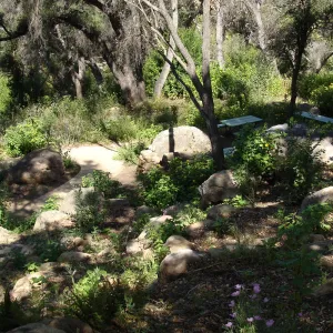 Picnic Area, Campbell Trail, view from the canyon rim, SBBG 2 years after the Jesusita Fire