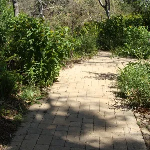 pavered path to the Picnic Area from the Campbell Trail, view to La Cumbre Peak, SBBG 2 years after the Jesusita Fire