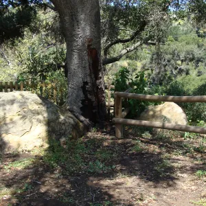 new wood railing and fence at the Canyon Rim, former wood bench location near the top of the Meadow, SBBG 2 years after the Jesusita Fire
