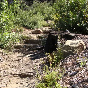 path into the Woodland Trail, SBBG 2 years after the Jesusita Fire