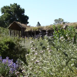 lush perennial border at the top of the Meadow, SBBG 2 years after the Jesusita Fire, Herb Parker sculpture