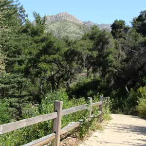 lush green chaparral growth on Cathedral Peak, La Cumbre Peak view from the top of the trail to the Redwood Section, SBBG 2 years after the Jesusita Fire