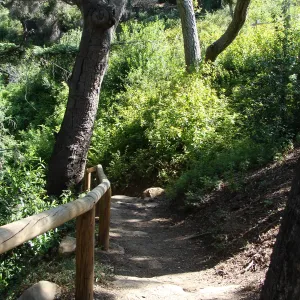 Indian Steps, Redwood Section, SBBG 2 years after the Jesusita Fire