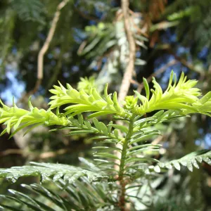 green shoots on redwood trees, Redwood Section, SBBG 2 years after the Jesusita Fire (Coast Redwood)