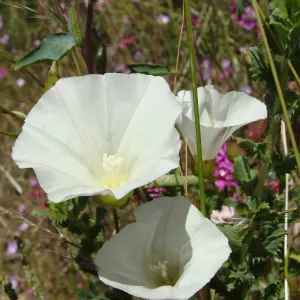 wildflowers on the Pritchett Trail, SBBG 2 years after the Jesusita Fire
