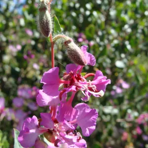 wildflowers on the Pritchett Trail, SBBG 2 years after the Jesusita Fire