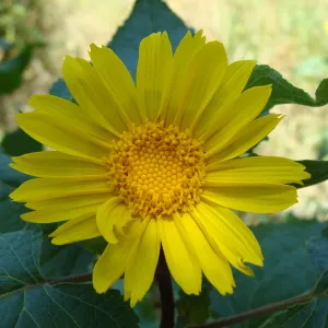 Canyon sunflower (Venegasia carpesioides) on the Pritchett Trail, SBBG 2 years after the Jesusita Fire