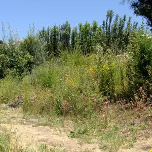 Porter Trail, SBBG 2 years after the Jesusita Fire