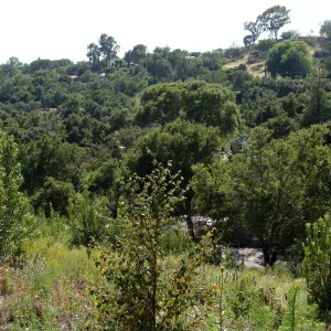 Porter Trail, Cypress Section, view down to Mission Canyon Road and parking lot exit, SBBG 2 years after the Jesusita Fire