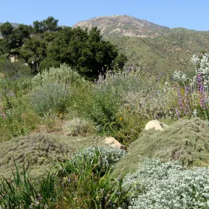 top of Porter Trail, view to Santa Ynez Mountains, SBBG 2 years after the Jesusita Fire