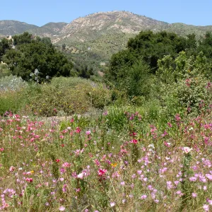 top of Porter Trail, view to Santa Ynez Mountains, SBBG 2 years after the Jesusita Fire