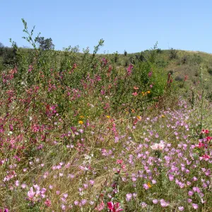 top of Porter Trail, view to Tipton Ridge with RAWS station in place, SBBG 2 years after the Jesusita Fire
