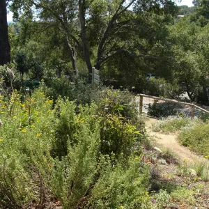 entrance to the Porter Trail loop, SBBG 2 years after the Jesusita Fire