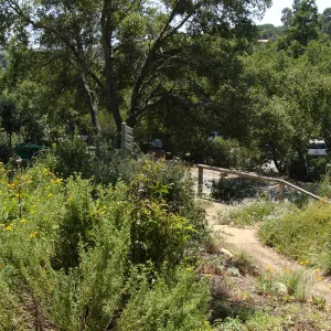 entrance to the Porter Trail loop, SBBG 2 years after the Jesusita Fire