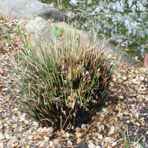 SBBG Fire Walk in the Garden, one month after Jesusita Fire