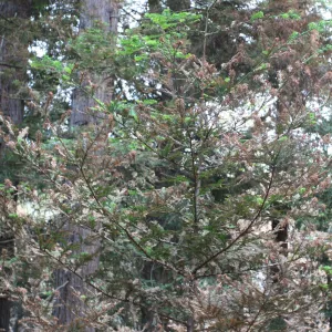 SBBG Fire Walk in the Garden, one month after Jesusita Fire, singed redwood foliage