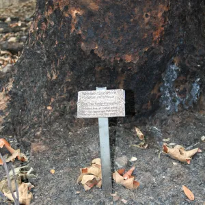 SBBG Fire Walk in the Garden, one month after Jesusita Firefire damaged tree trunk