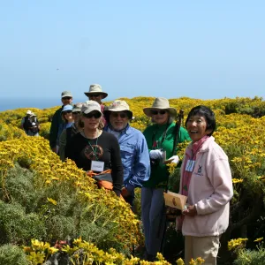 coreopsis in bloom, Anacapa Island, SBBG field trip, 2008