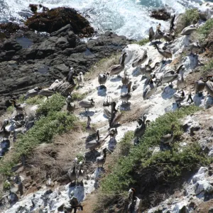 pelicans, Anacapa Island, SBBG field trip, 2008