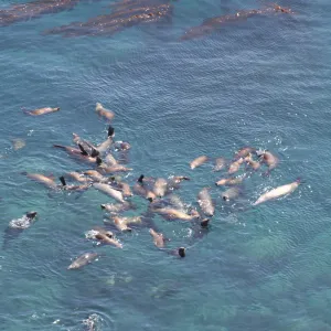 seals swimming just offshore, Anacapa Island, SBBG field trip, 2008