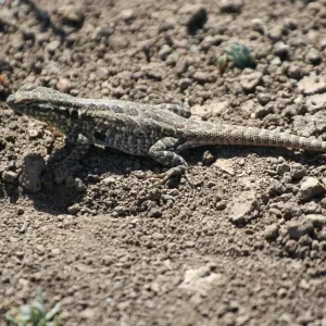 lizard, Anacapa Island, SBBG field trip, 2008