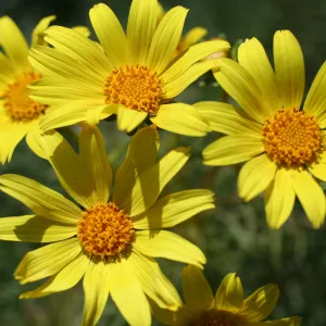 Coreopsis flowers, Anacapa Island, SBBG field trip, 2008