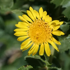Anacapa Island, SBBG field trip, 2008