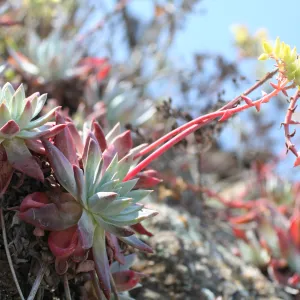 Dudleya, TEAWET, Santa Cruz Island field trip, 2009