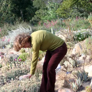Betsy Collins leads a tour of the Dudleya (liveforevers) Display for docents at SBBG 