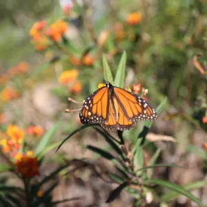 monarch butterfy, SBBG Master Gardener: Butterfly Garden at Alice Keck Park Memorial Garden