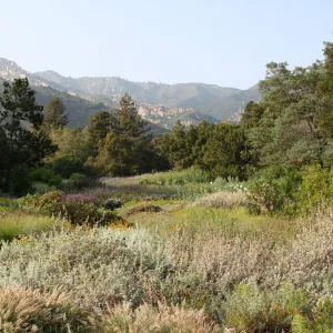SBBG Meadow view to the Santa Ynez Mountains