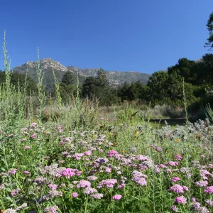 SBBG Meadow view to the Santa Ynez Mountains