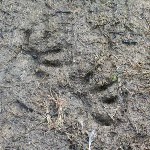 raccoon tracks, Lake Casitas, SBBG education tours, 2005-2006