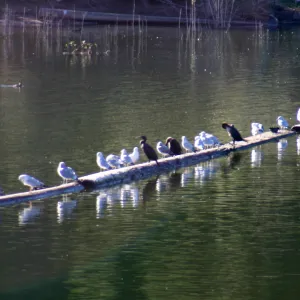 various birds on boom, Lake Casitas, SBBG education tours, 2005-2006