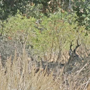 deer on the lakeshore, Lake Casitas, SBBG education tours, 2005-2006
