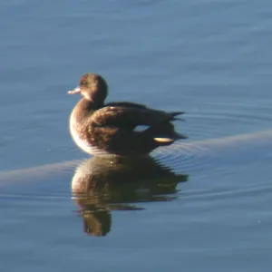 Gadwall, Lake Casitas, SBBG education tours, 2005-2006
