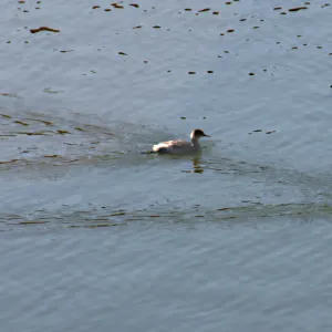two little grebes, Lake Casitas, SBBG education tours, 2005-2006