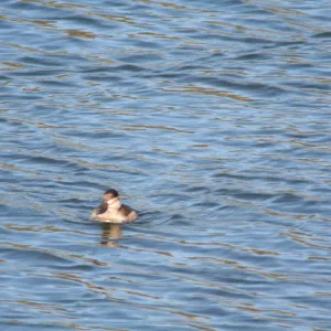 ruddy duck, Lake Casitas, SBBG education tours, 2005-2006