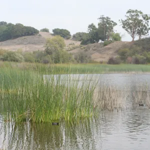 tules, Lake Casitas, SBBG education tours, 2005-2006