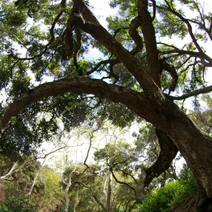 arching tree canopy in the canyon, Santa Barbara Botanic Garden, March 2011, © Gary Margeson