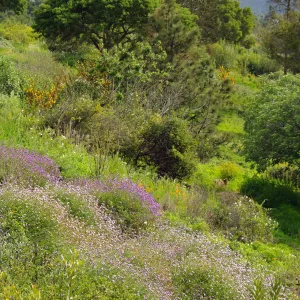 green slope with wildflowers, view to the ocean, Porter Trail, Santa Barbara Botanic Garden, March 2011, © Gary Margeson
