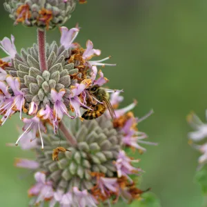Salvia (sage) with honey bee, Santa Barbara Botanic Garden, March 2011, ï¿½ Gary Margeson