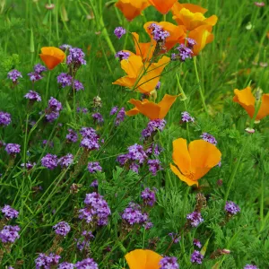California poppies with Verbena lilacina, Santa Barbara Botanic Garden, March 2011, © Gary Margeson