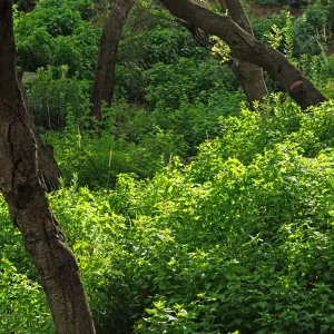 lush green foliage in the canyon bottom, Santa Barbara Botanic Garden, March 2011, © Gary Margeson