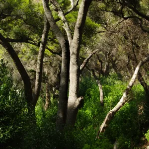 trees in the canyon, Santa Barbara Botanic Garden, March 2011, © Gary Margeson