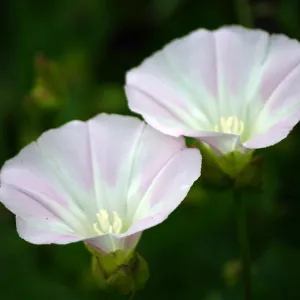 morning glory flowers, Santa Barbara Botanic Garden, March 2011, © Gary Margeson