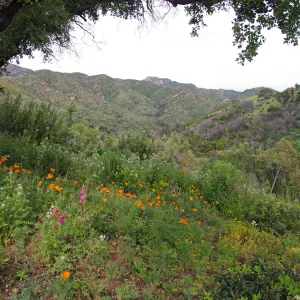 wildflowers on the Porter Trail, East Slope, Santa Barbara Botanic Garden, March 2011, © Gary Margeson